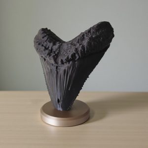 Megalodon Dişi | Heykelsi Fosil Obje — dijital zanaat