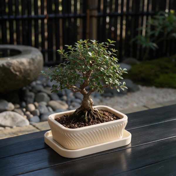 Oluklu Yüzey Bonsai Saksısı ve Altlık — kirik-beyaz